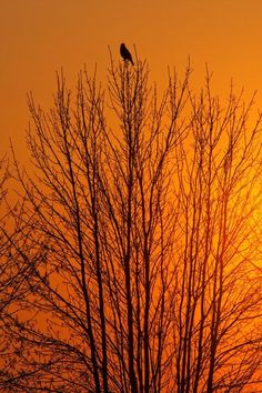 a bird sitting on top of a tree at sunset