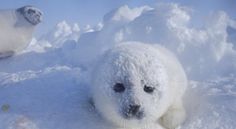 a baby seal laying in the snow on top of it's back legs and head