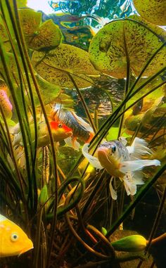 A crystal clear view of the underwater world of a Koi Pond. Striking Beauty! Butterfly Koi, Beautiful Underwater, Underwater Images, Pond Painting, Underwater Painting, Basic Facts, Fish Market