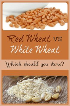 red wheat vs white wheat which should you store? and what to use it for?