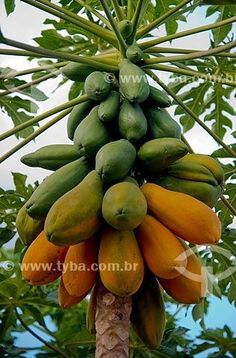 a bunch of fruit hanging from a tree