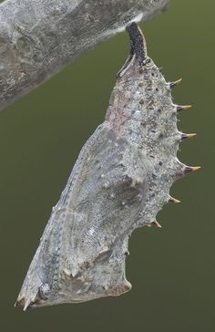 an insect is hanging upside down on a branch