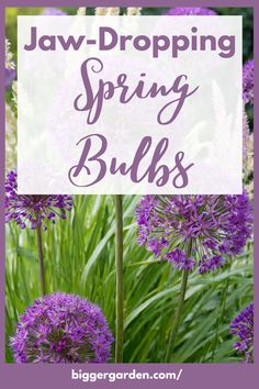 purple flowers with text overlay that says, how to get ridding spring bulbs