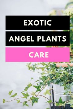 an image of some plants with the words exotic angel plants care on it in black and pink