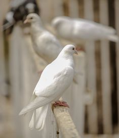 two white birds perched on top of a wooden fence post next to another bird in the background