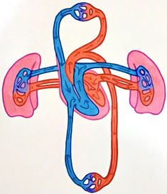 an image of a diagram of the kidney and its attached blood vessels on a white background