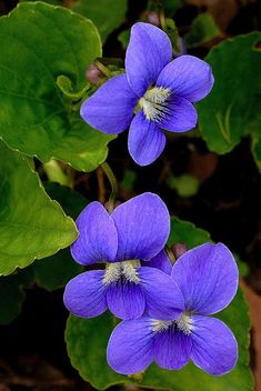 two purple flowers with green leaves in the background