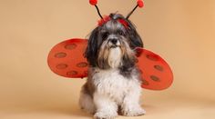 a small dog is dressed up as a lady bug with red polka dots on it's wings