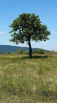 a lone tree in the middle of a grassy field