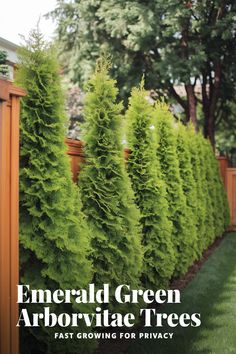 the cover of emerald green arborivate trees