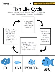 the fish life cycle worksheet for kids to learn how to write and draw