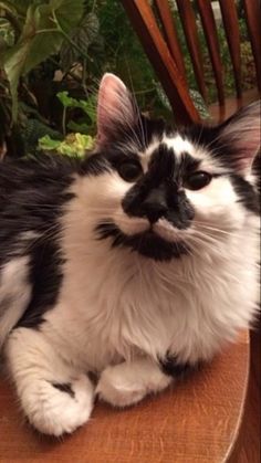 a black and white cat sitting on top of a wooden chair