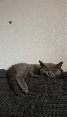 a gray cat sleeping on top of a couch