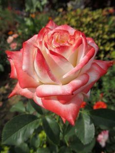 a pink and white rose is blooming in the garden