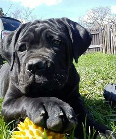 a large black dog laying in the grass with a yellow flower next to it's paw