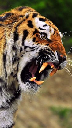 a close up of a tiger with its mouth open