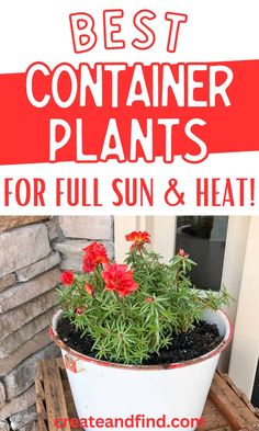 Best container plants for full sun and heat. Potted Plants Full Sun, Best Container Plants, Full Sun Planters, Flowers Full Sun, Plants For Full Sun, Heat Tolerant Flowers, Plants For Planters, Full Sun Container Plants, Heat Tolerant Plants