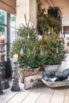 two potted christmas trees sitting on top of a wooden floor next to a window