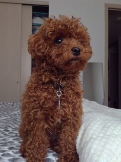 a brown dog sitting on top of a bed