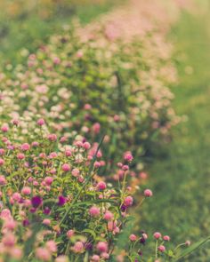 some pink flowers are growing in the grass