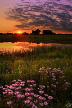 the sun is setting over a lake with wildflowers in bloom and grass around it