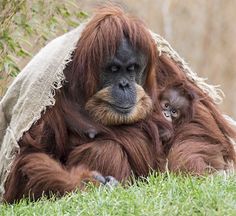 an adult oranguel with a baby sitting under a blanket on the grass in front of some trees