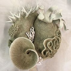 an arrangement of corals and seaweed on a white background