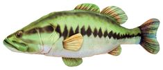 a green fish with black and white stripes on it's back side, standing upright