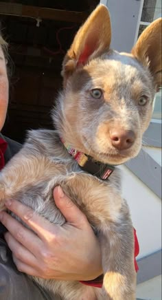 a woman holding a small dog in her arms and looking at the camera while wearing a collar