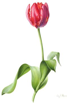 a pink flower with green leaves on a white background