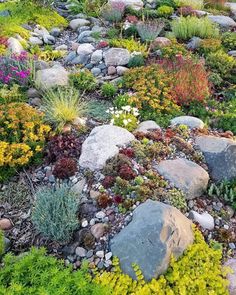 an assortment of plants and rocks in a garden