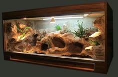 an aquarium with rocks and plants in it