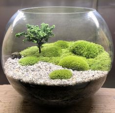 a glass bowl filled with moss and rocks on top of a wooden table next to a small tree