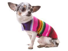 a small dog wearing a colorful sweater sitting on top of a white floor and looking at the camera