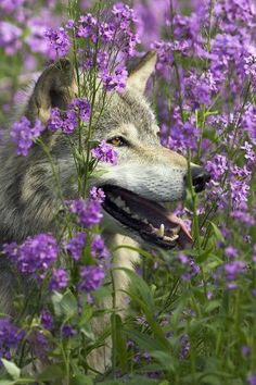 a wolf is in the middle of some purple flowers