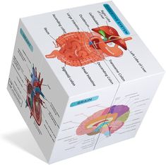 an image of the inside of a box with labels on it that describe different parts of the human body