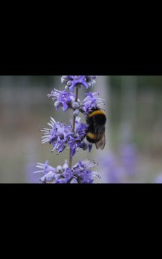 a bum is sitting on a purple flower