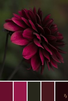 a red flower is in the middle of color swatches