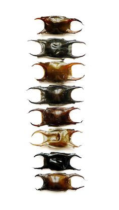 five different types of squids are shown in this image, each with their own unique tail pattern