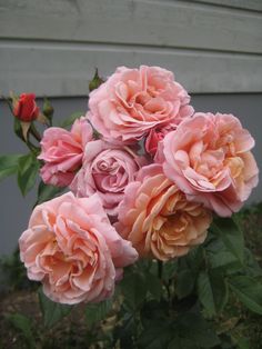 some pink roses are blooming in front of a house with a white door behind them