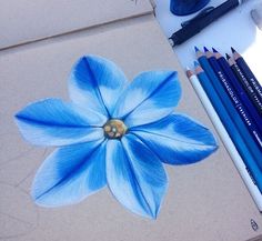 a drawing of a blue flower with colored pencils next to it