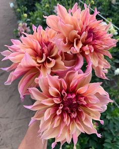 two large pink flowers in front of some bushes