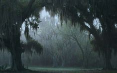 the trees are covered in moss and hanging from the branches with spanish moss on them