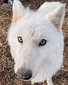 a white dog with blue eyes looking up at the camera while standing on dry grass