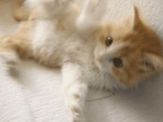 an orange and white cat laying on its back with it's paw in the air