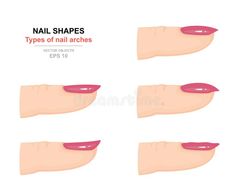 Nail Side View, Acrylic Nails Side View, Nail Apex Side View, Nails Side View, Apex Nails, Body Side View, Nail Structure, Trendy Nail Art Summer