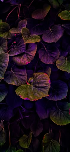 purple and green leaves are in the dark