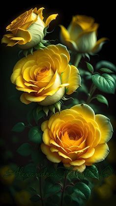 three yellow roses with green leaves on a black background