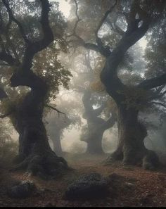 an image of foggy trees in the woods