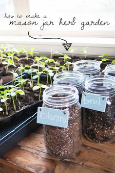 mason jars filled with seed plants and labeled labels